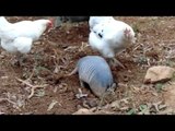 Chicken Reaps the Rewards of Armadillo's Hard Work