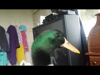 Guard Duck Performs All the Duties of Guard Dog