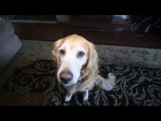 Funny Dog "Impersonates" Paris Hilton and Lindsay Lohan