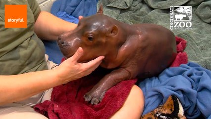 Baby Hippo Takes Her First Wobbly Steps