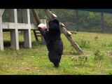 Rescued Moon Bear Plays With Her Pink Ball