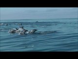 School of Dolphins Joyfully Swim Beside Boat