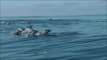School of Dolphins Joyfully Swim Beside Boat