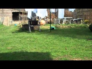Duck and Dog Get Into Backyard Chase