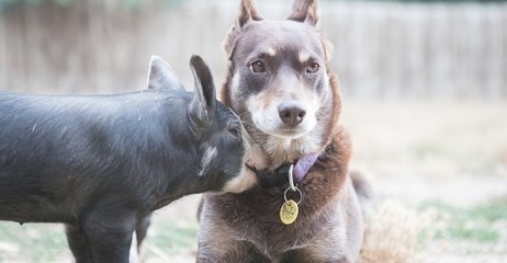 Download Video: Working Dog Becomes Unofficial Guardian for Piglets