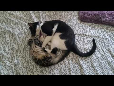 Cat vs. Kitten in Cutest Battle of the Century