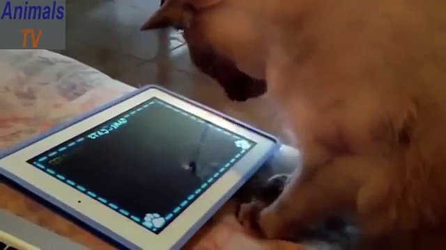 Лучшая подборка приколов с животными за 2015||Best compilation of jokes with animals for fall 2015