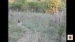 CRAZIEST Animal attacks Caught On Camera #1 - Lion Attack Deer , Buffalo , Zerbalionanimal