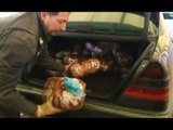 Bari - Sequestrati 25 chili di marijuana, arrestato albanese (25.01.17)