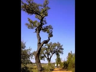 Chansons Du Bled- Portugal