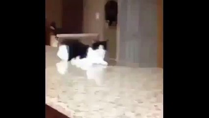 Кот Майкла Джексона