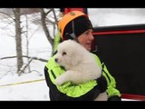 Farindola (PE) - Rigopiano, salvati i cuccioli di Lupo e Nuvola (23.01.17)