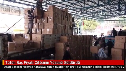 Tütün Baş Fiyatı Çiftçinin Yüzünü Güldürdü