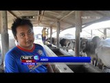 Desa Sukolilo di Tuban Jawa Timur, Penghasil Sapi Bekualitas - NET12