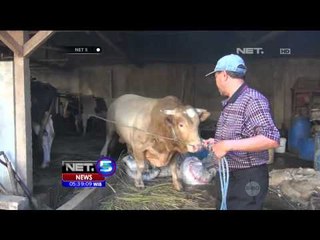 Sapi Kurban Termahal di Garut - NET5