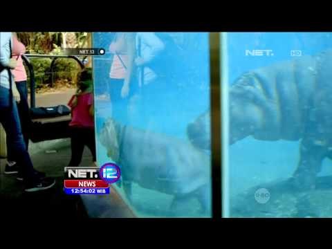 Aksi Bayi Kuda Nil yang Menarik Perhatian - NET12