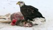 Bald eagle feeds from deer carcass in Yellowstone National Park