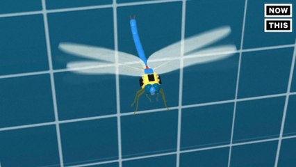 Dragonflies Could Spy On You