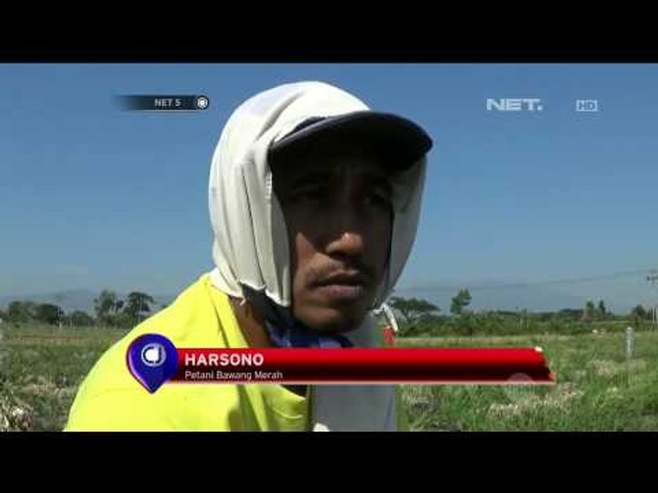 Hama Ulat Menyerang Bawang Merah - NET5