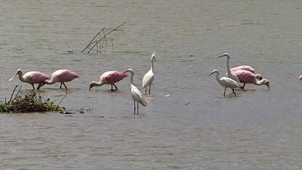 fauna brasileira COLHEREIROS E GARÇAS JUNTOS aves aquáticas silvestres brazilian wildlife