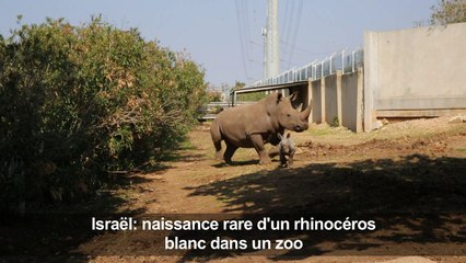 Israël: naissance rare d'un rhinocéros blanc dans un zoo
