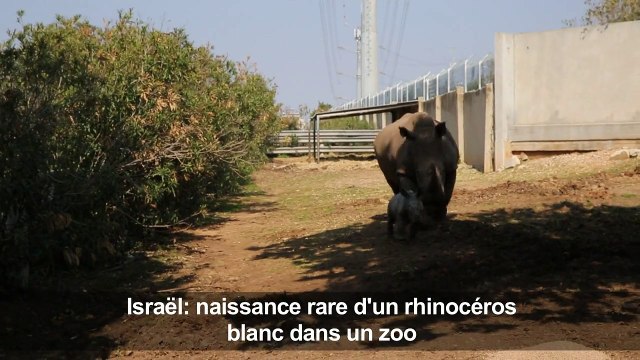 Israël: naissance rare d'un rhinocéros blanc dans un zoo