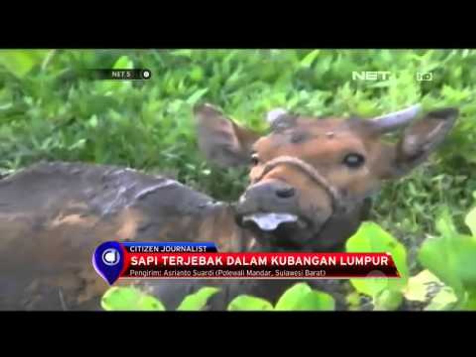 Sapi Kurban Lepas Mengamuk - NET5
