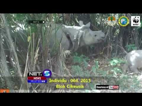 9 Badak Jawa Diberi Nama Baru di Serang, Banten - NET5