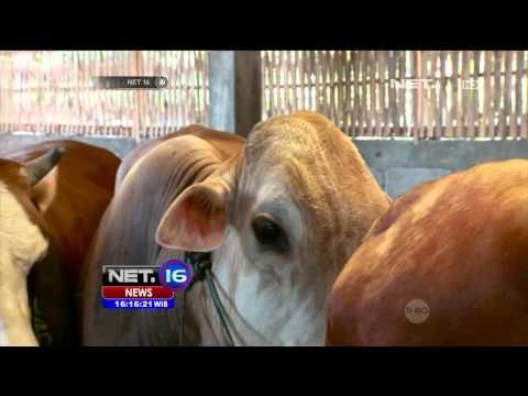 Sapi Simmental Jadi Rebutan Masyarakat Jelang Idul Adha - NET16