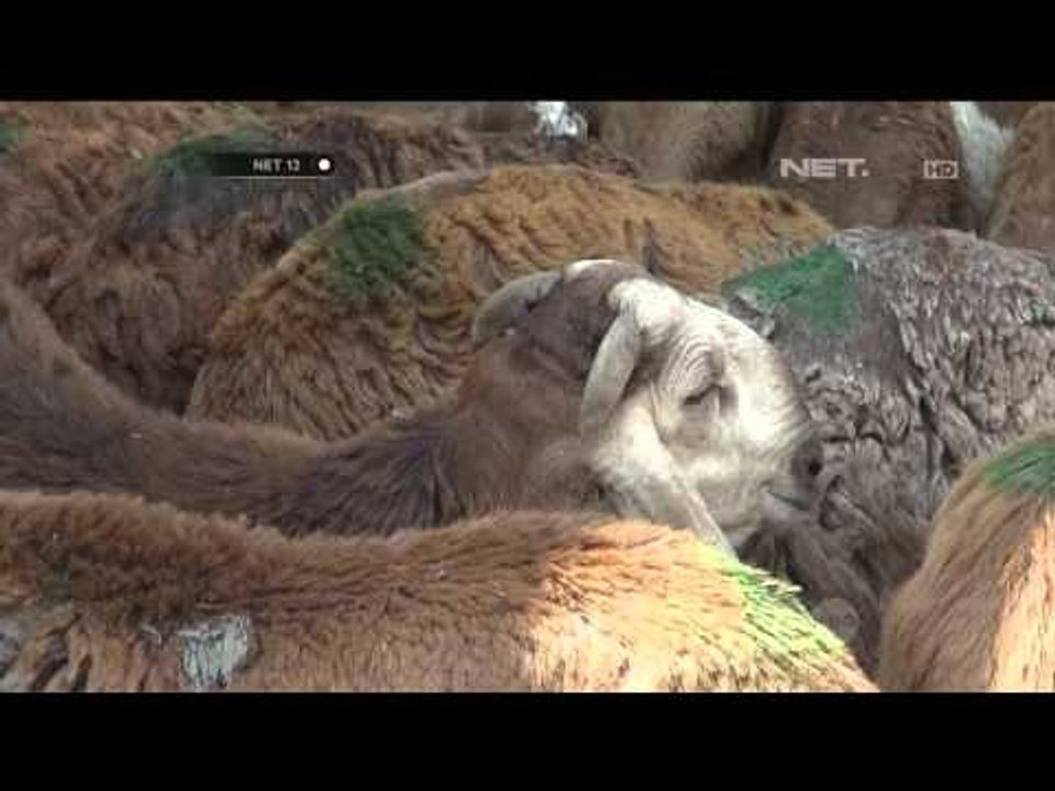 Pasar Hewan Kurban Terbesar di Mekkah Arab Saudi - NET12