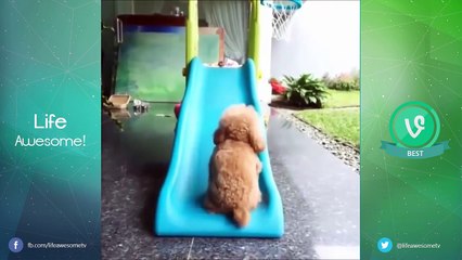TRY NOT TO LAUGH OR GRIN - Funny Animals Fails Compilation 2016