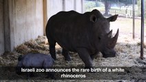 Israel zoo announces rare white rhino birth