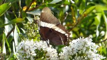 borboletas coloridas na selva tropical insetos silvestres fauna brasileira brazilian rainforest