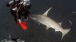 Divers Encounter Hammerhead Shark