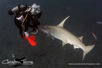 Divers Encounter Hammerhead Shark