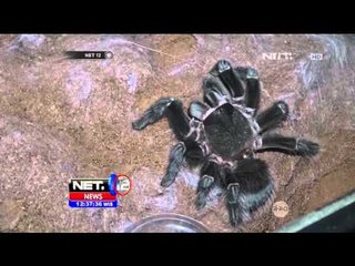 Warga Malang Kembangbiakkan Tarantula Hingga Ribuan Ekor - NET 12