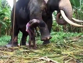An Elephant of Kandy Perehera
