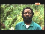 Lutte contre la Drogue: Une bande de vendeurs de Canabis interpélés à Abobo