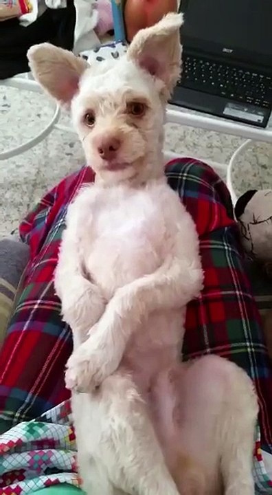 el perro que se tapa la cuca