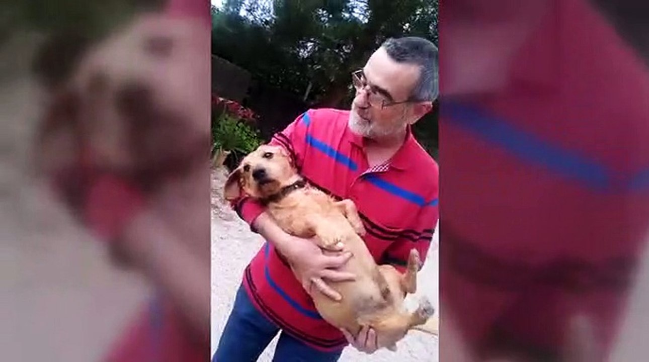 El perro que no legusta rajoy