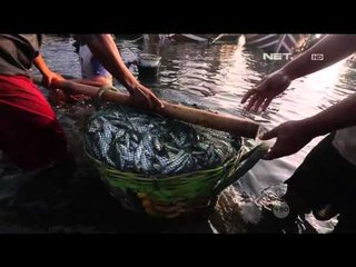 Banyuwangi, The Sunrise of Java - IMS