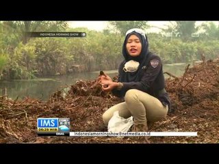 Selain Ulah Manusia, Tanah Gambut Sebabkan Kebakaran Hutan dan Lahan - IMS