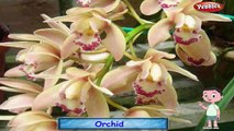 Орхидея рифмы рифмы | цветок для детей стишки | детские для самые популярные детские стишки | БГ