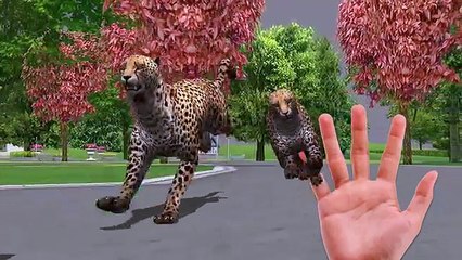 Finger Family Gorilla Lion Tiger Cheetah Bear cartoon for Kids 3D Finger Family Nursery Rhymes