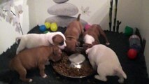 57ème vidéo Chiots de la 27ème portée de STAFFORDLAND