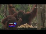 Di Pusat Konservasi Tanjung Puting, Ancaman Kebakaran Hutan Ancam Habitat Orangutan - NET12