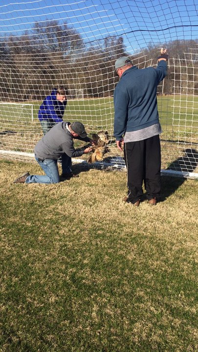 Dramatic Rescue of an Owl Caught in a Soccer Net