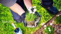 Weed Control And Lawn Care Services