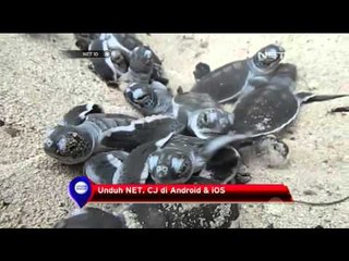 Upaya Pelestarian Habitat Penyu - NET 10