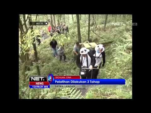 Pelatihan Panda yang Akan Dilepas ke Alam Liar - NET12